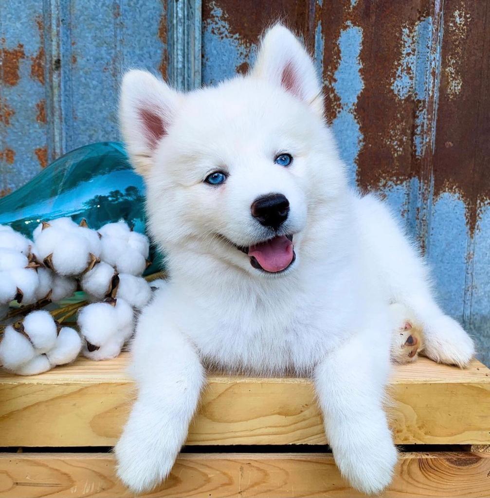 Blaise 13 Weeks Old Male Siberian Husky Puppy for Sale at Alvarado Huskies